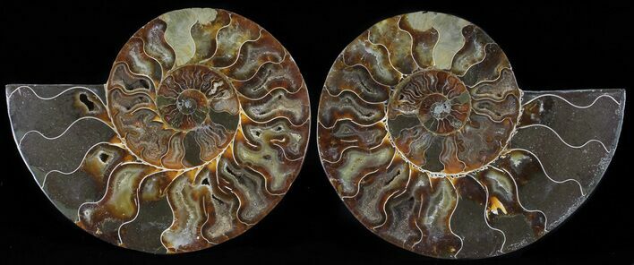Polished Ammonite Pair - Agatized #54330